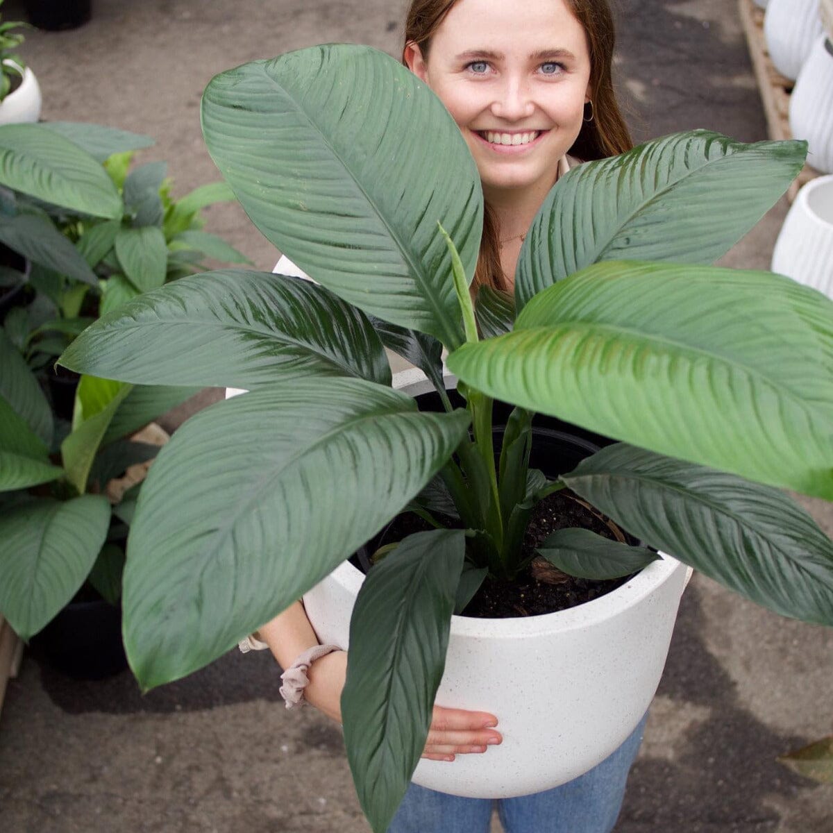 Spathiphyllum Sensation Brookfield Gardens
