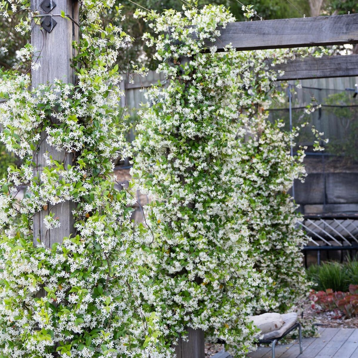 Star Jasmine Brookfield Gardens