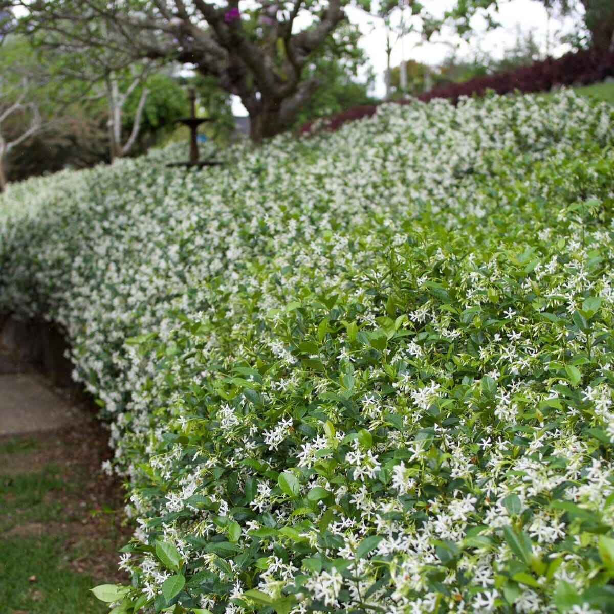 Star Jasmine Brookfield Gardens