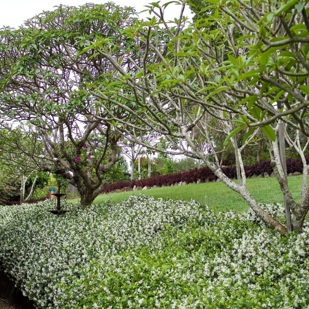 Star Jasmine Brookfield Gardens