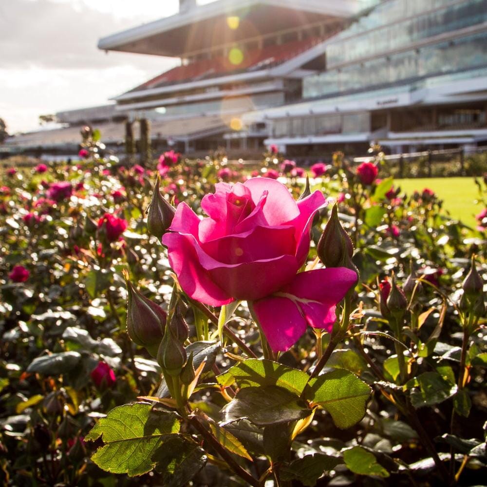Sudden Impact for Roses 1.5Kg Plant care Brookfield Gardens