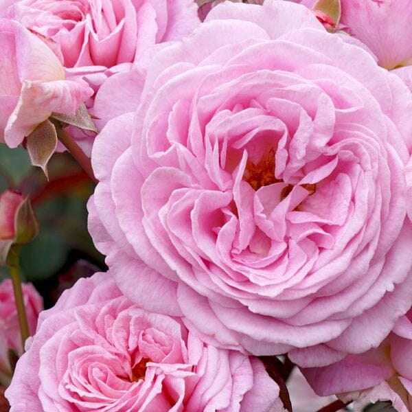 Summer Romance Rose Bagged Roses - Bagged bagged