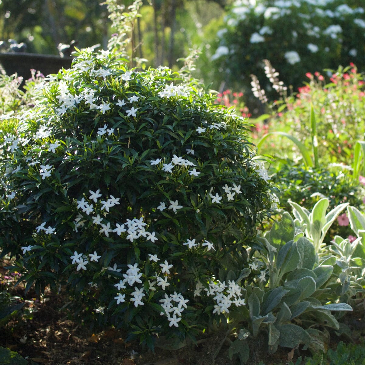 Tabernaemontana corymbosa 'Little Emerald' Brookfield Gardens