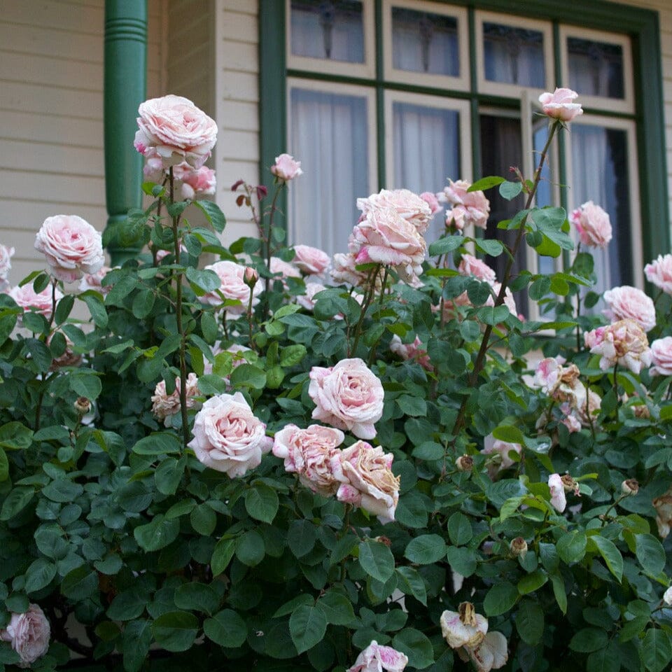 The Childrens Rose Bagged Roses - Bagged bagged