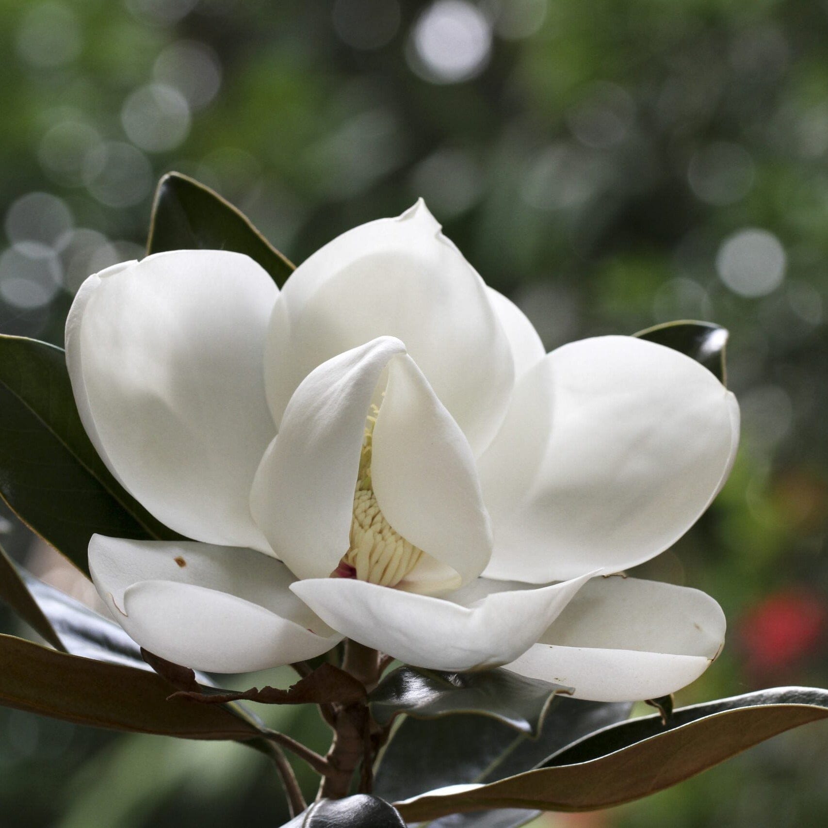 Top Plants for Brisbane Gardens *Club Members Only* Workshop Brookfield Gardens
