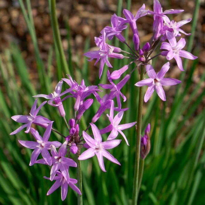 Tulbaghia Galaxy Grasses Brookfield Gardens