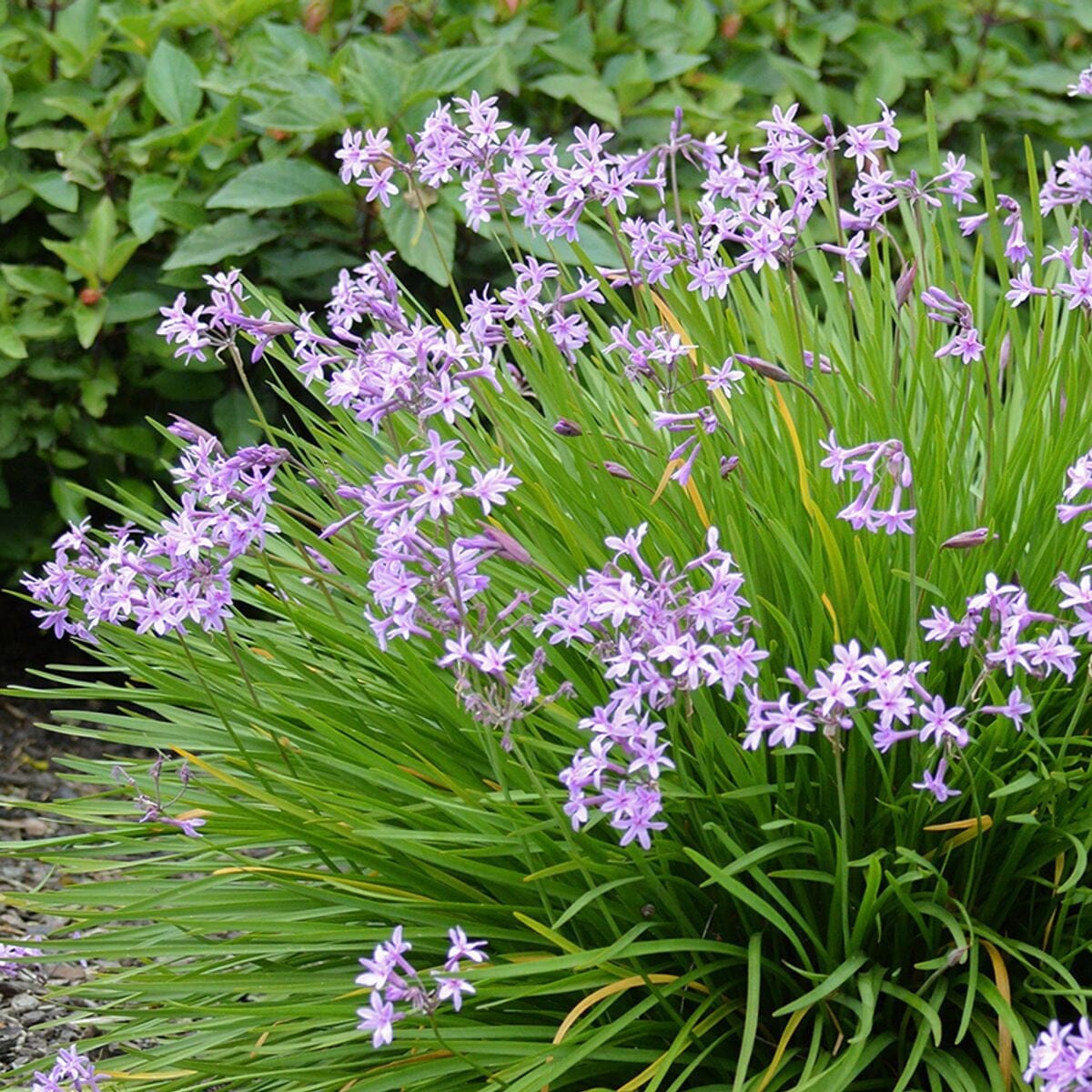 Tulbaghia Starburst 'Society Garlic' Grasses Brookfield Gardens
