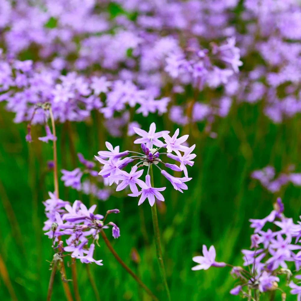 Tulbaghia Starburst 'Society Garlic' Grasses Brookfield Gardens