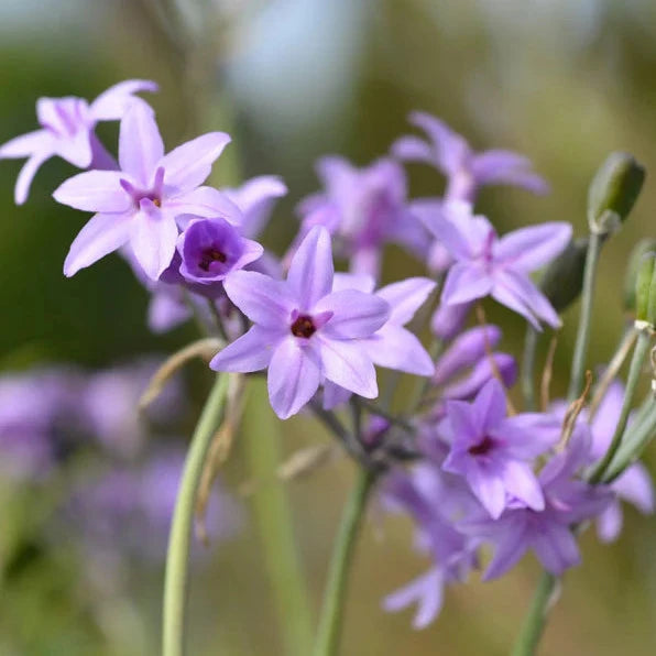 Tulbaghia violacea 'Society Garlic' Brookfield Gardens