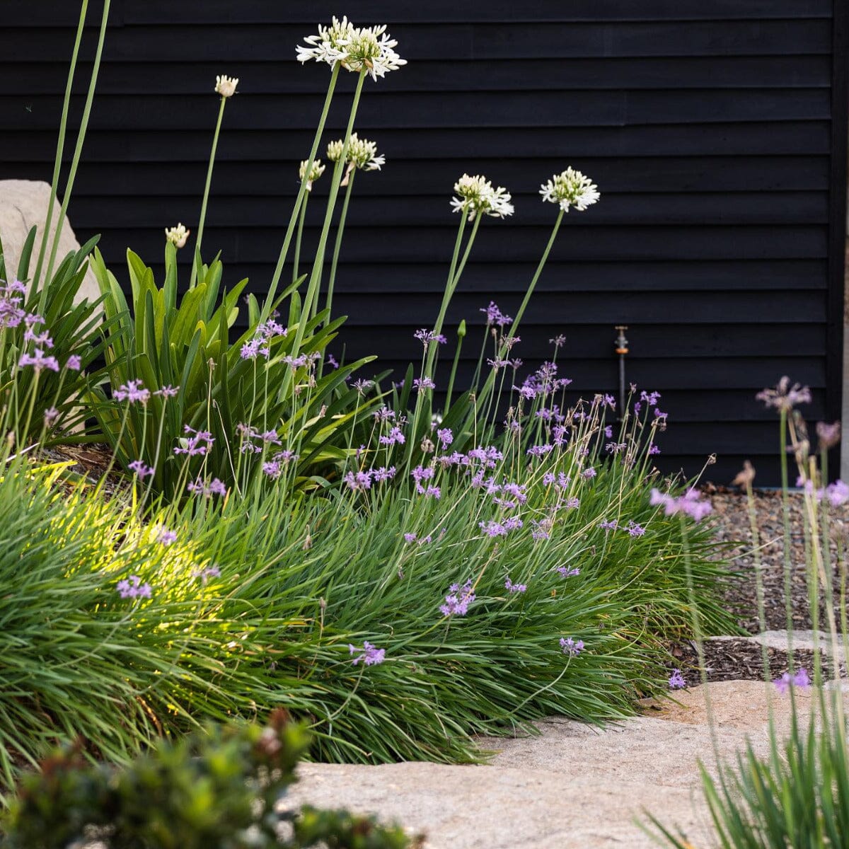 Tulbaghia violacea 'Society Garlic' Brookfield Gardens