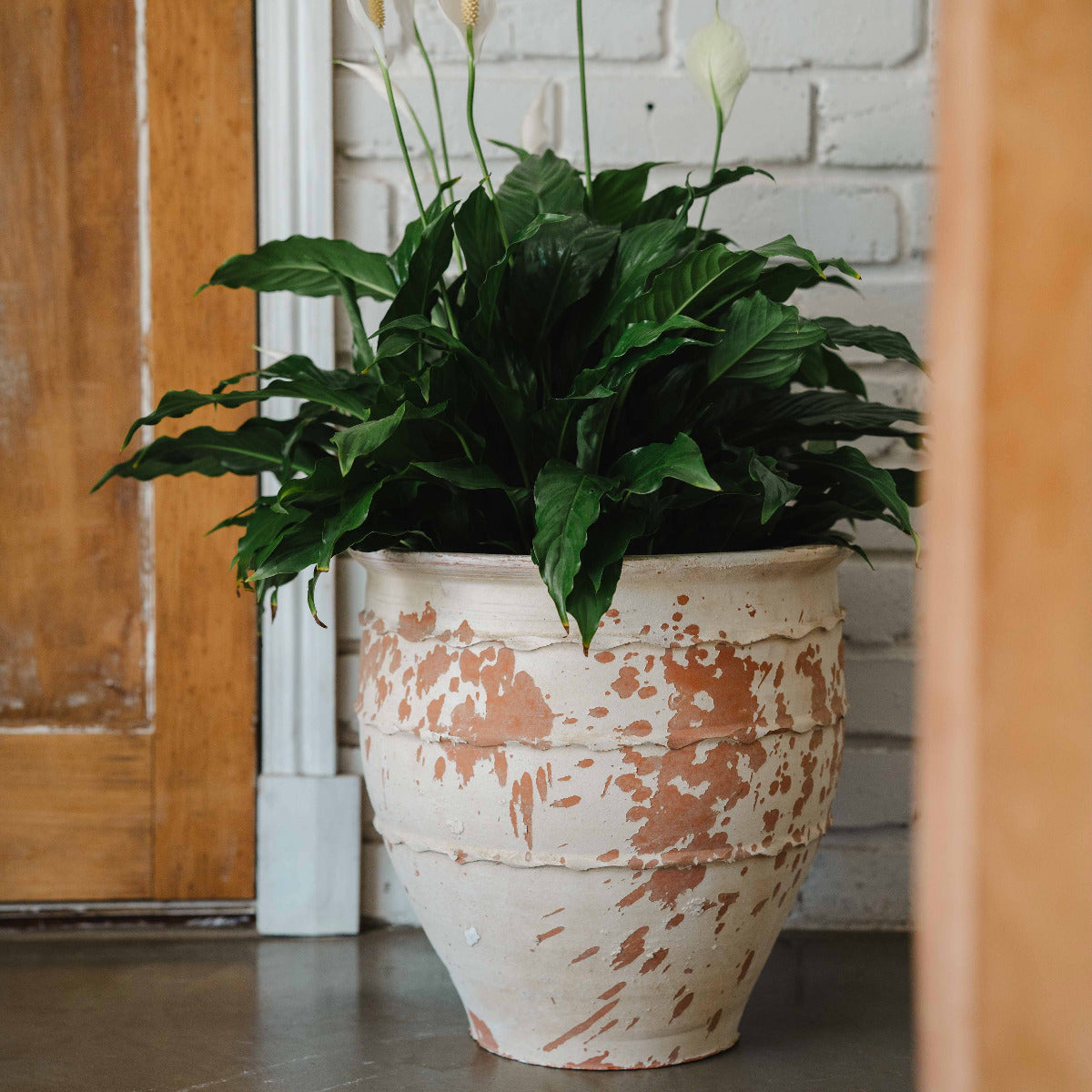 Aged Turkish terracotta planter with lime-washed patina styled with greenery indoors.