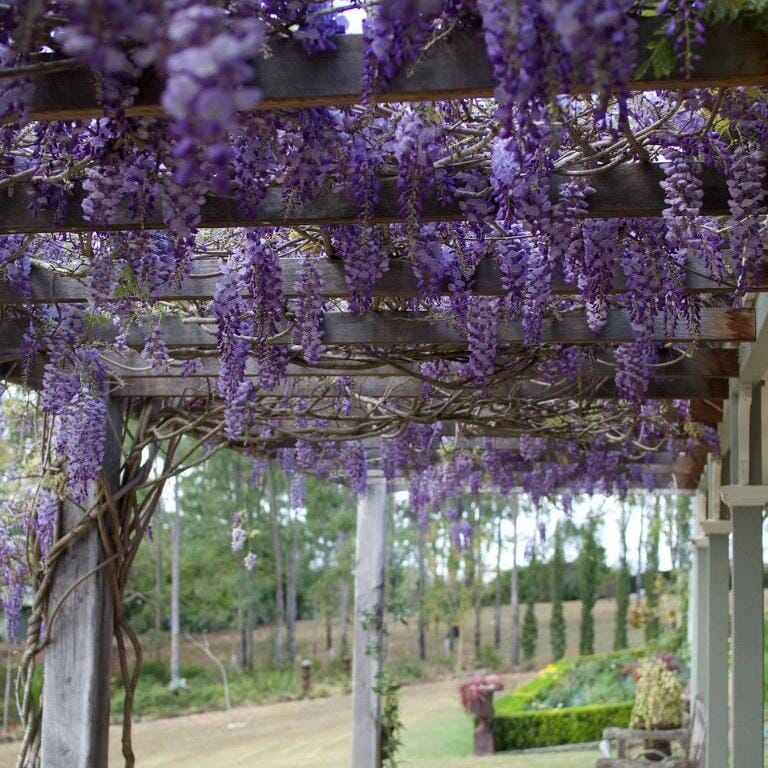 Wisteria sinensis Brookfield Gardens