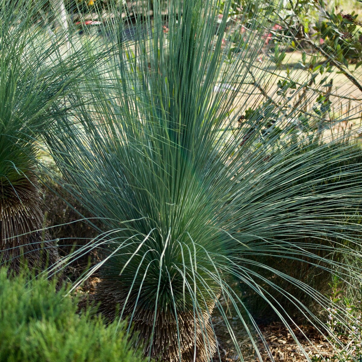 Xanthorrhoea, Grass Trees Brookfield Gardens