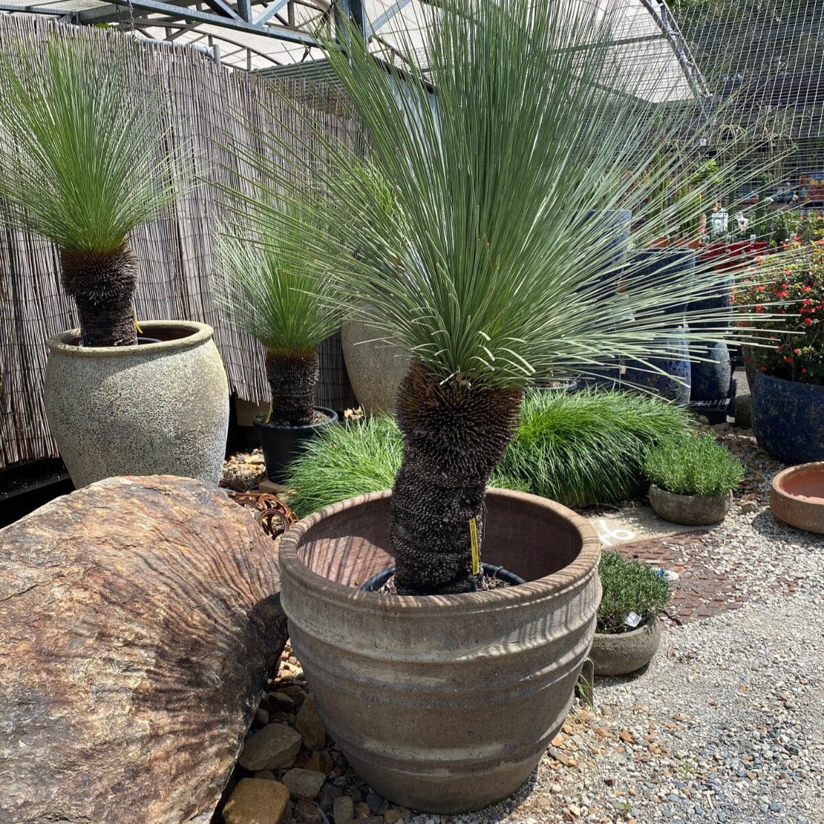 Xanthorrhoea, Grass Trees Brookfield Gardens