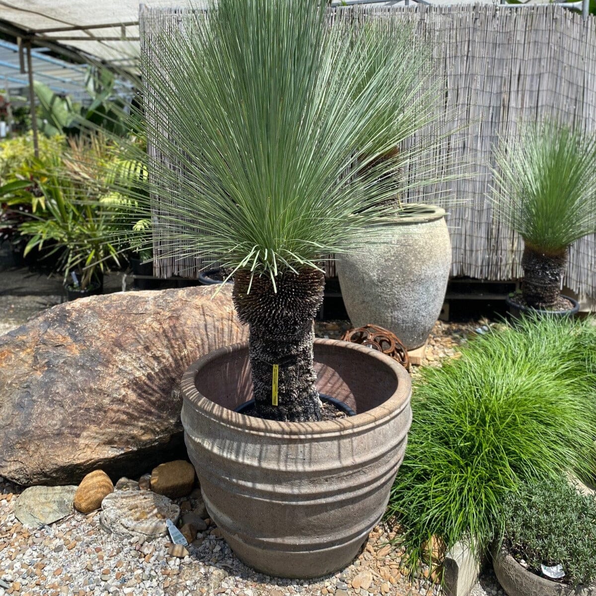 Xanthorrhoea, Grass Trees Brookfield Gardens