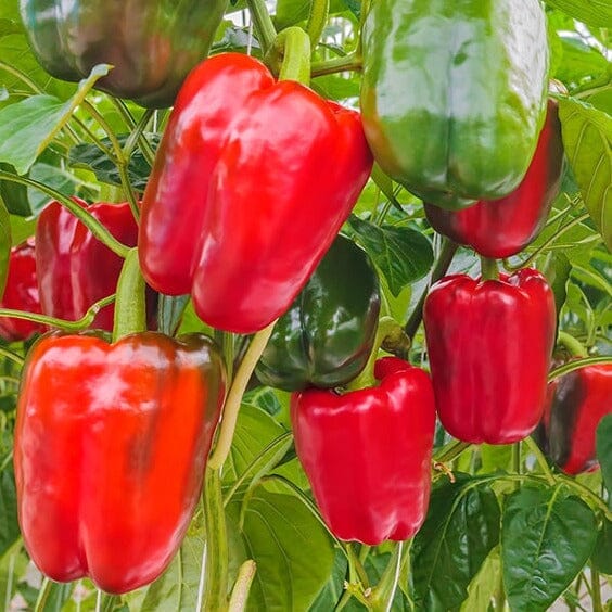 Capsicum Big Bertha Brookfield Gardens