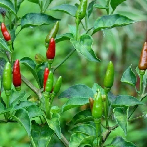 Chilli Birds Eye Brookfield Gardens