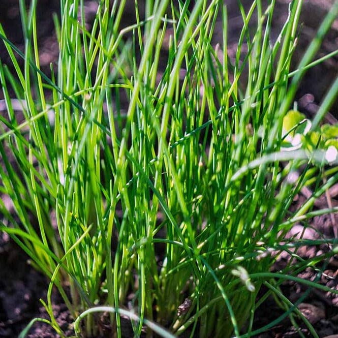 Chives Brookfield Gardens