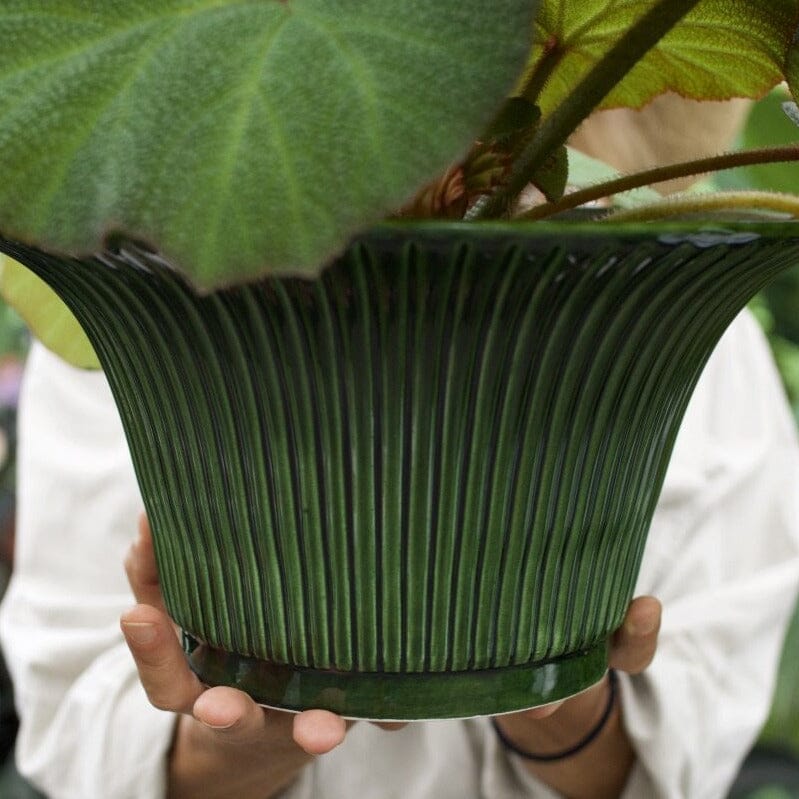Daisy Green Emerald Pot Florist - Vessels Berg