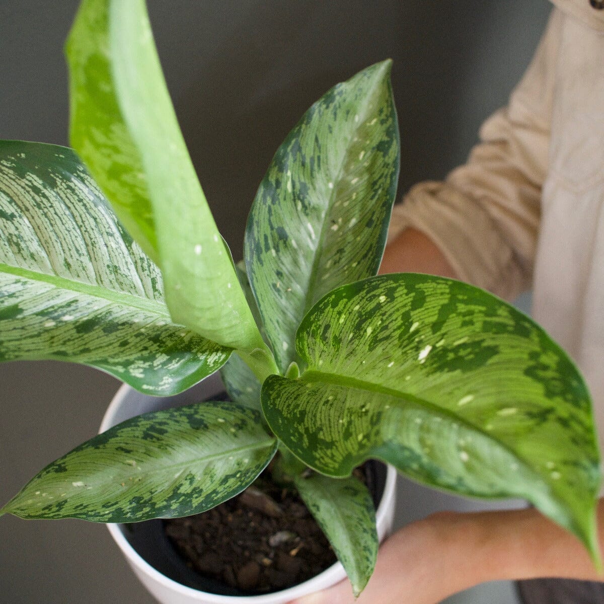 Dieffenbachia, Memoria corsii Brookfield Gardens