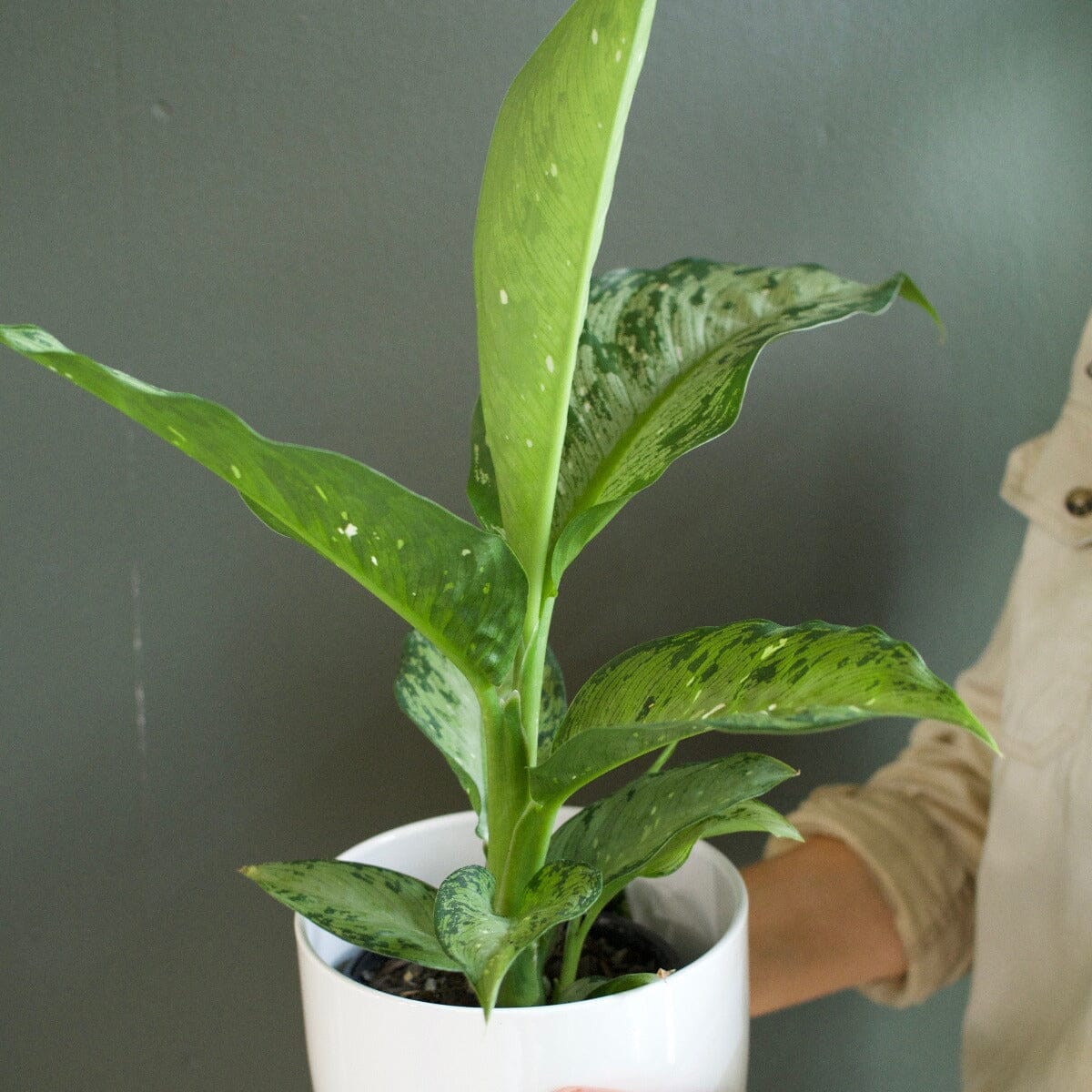 Dieffenbachia, Memoria corsii Brookfield Gardens