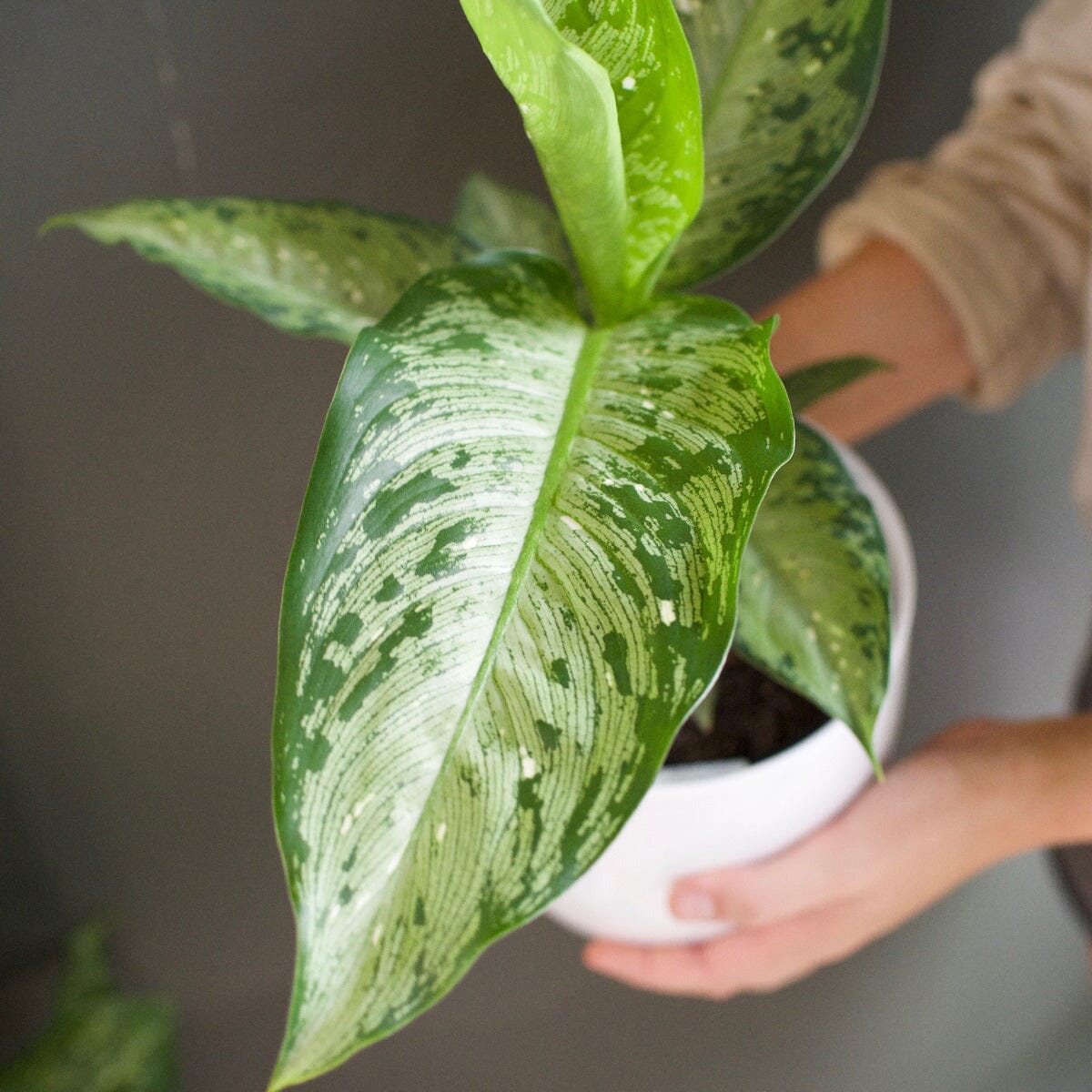 Dieffenbachia, Memoria corsii Brookfield Gardens