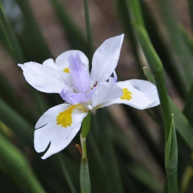 Dietes grandiflora, Wild iris Brookfield Gardens