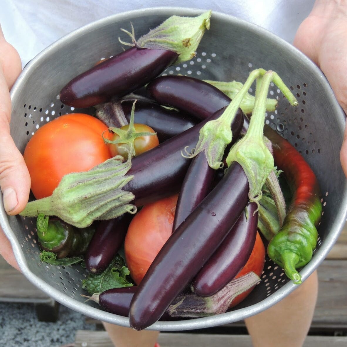 Eggplant LittleFingers Brookfield Gardens