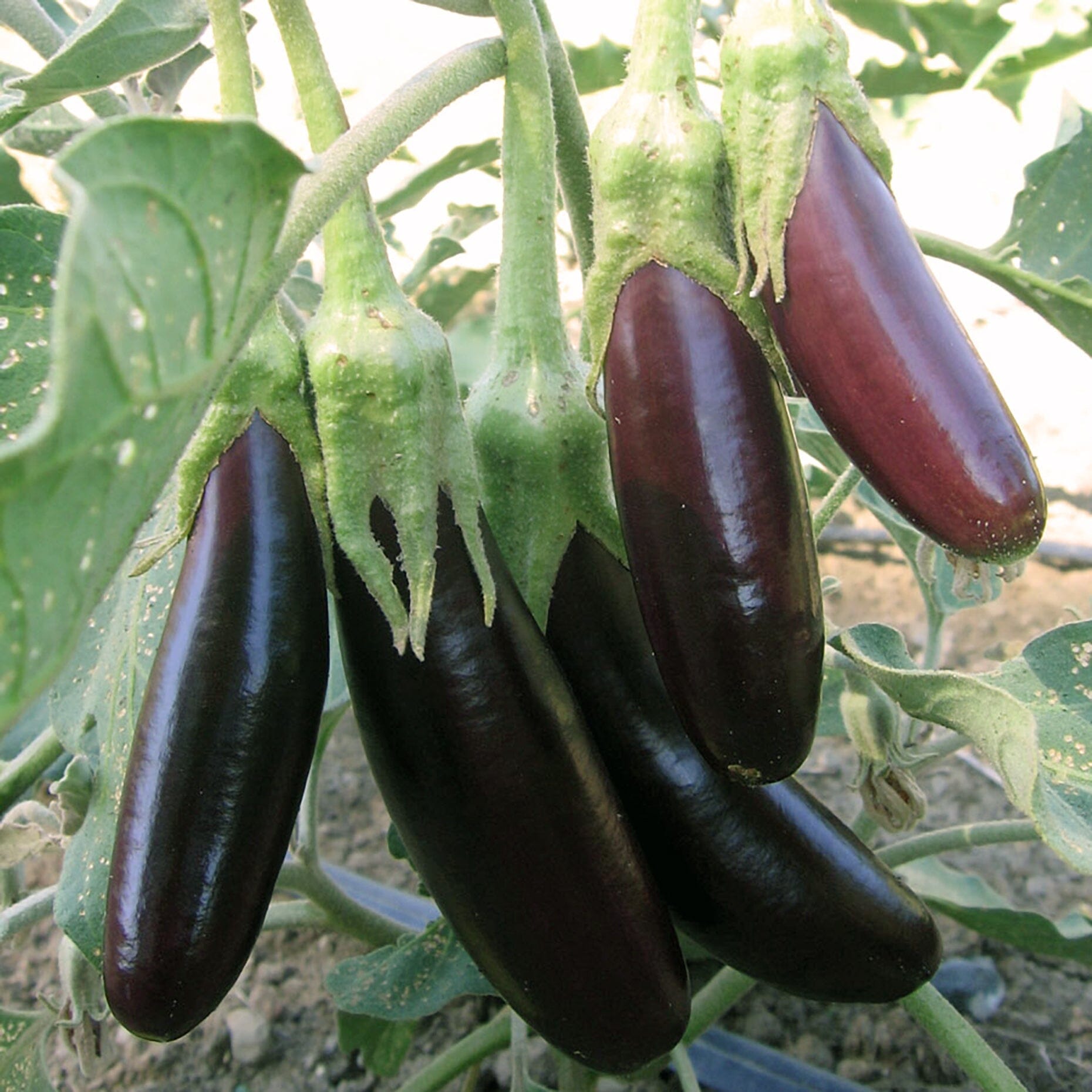 Eggplant LittleFingers Brookfield Gardens