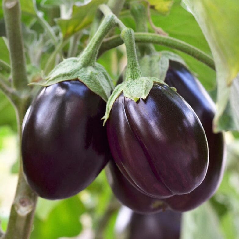Eggplant, Patio Brookfield Gardens