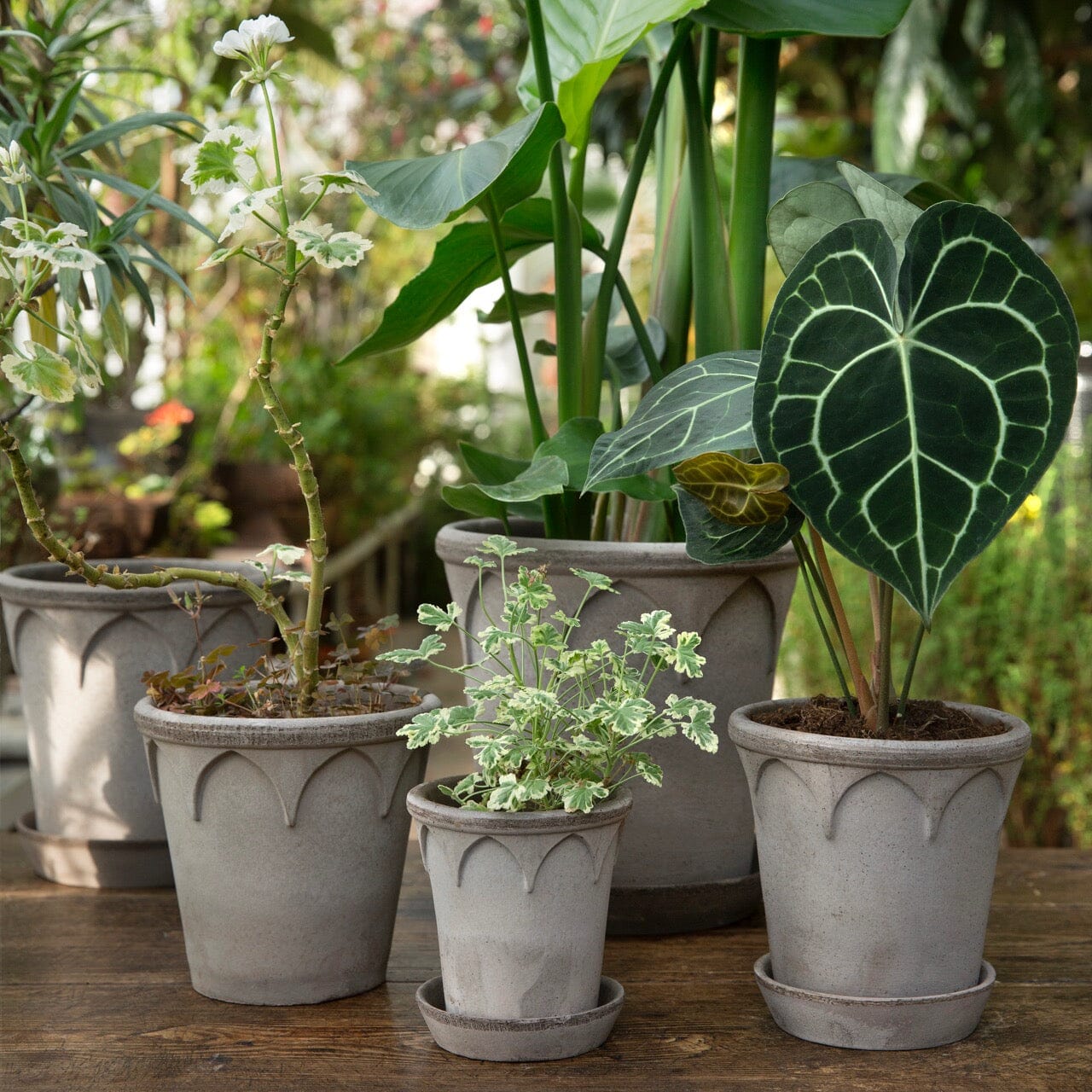 Elizabeth Grey inc saucer Florist - Vessels Berg