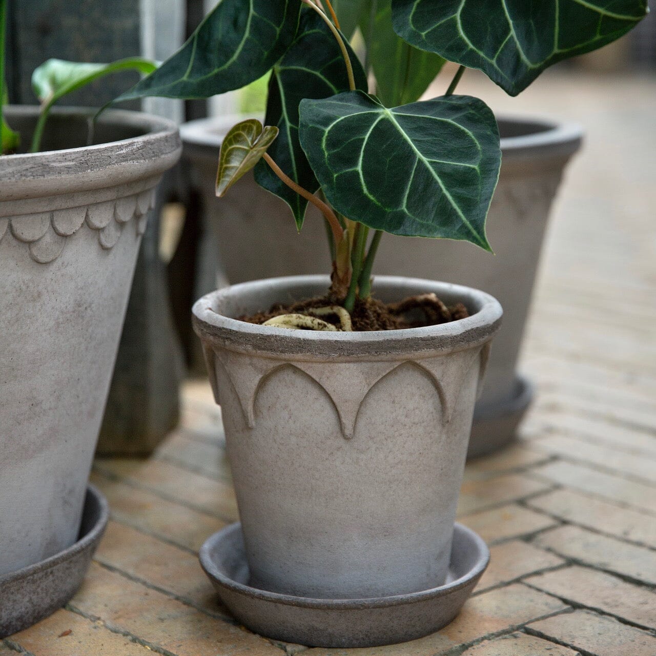 Elizabeth Grey inc saucer Florist - Vessels Berg
