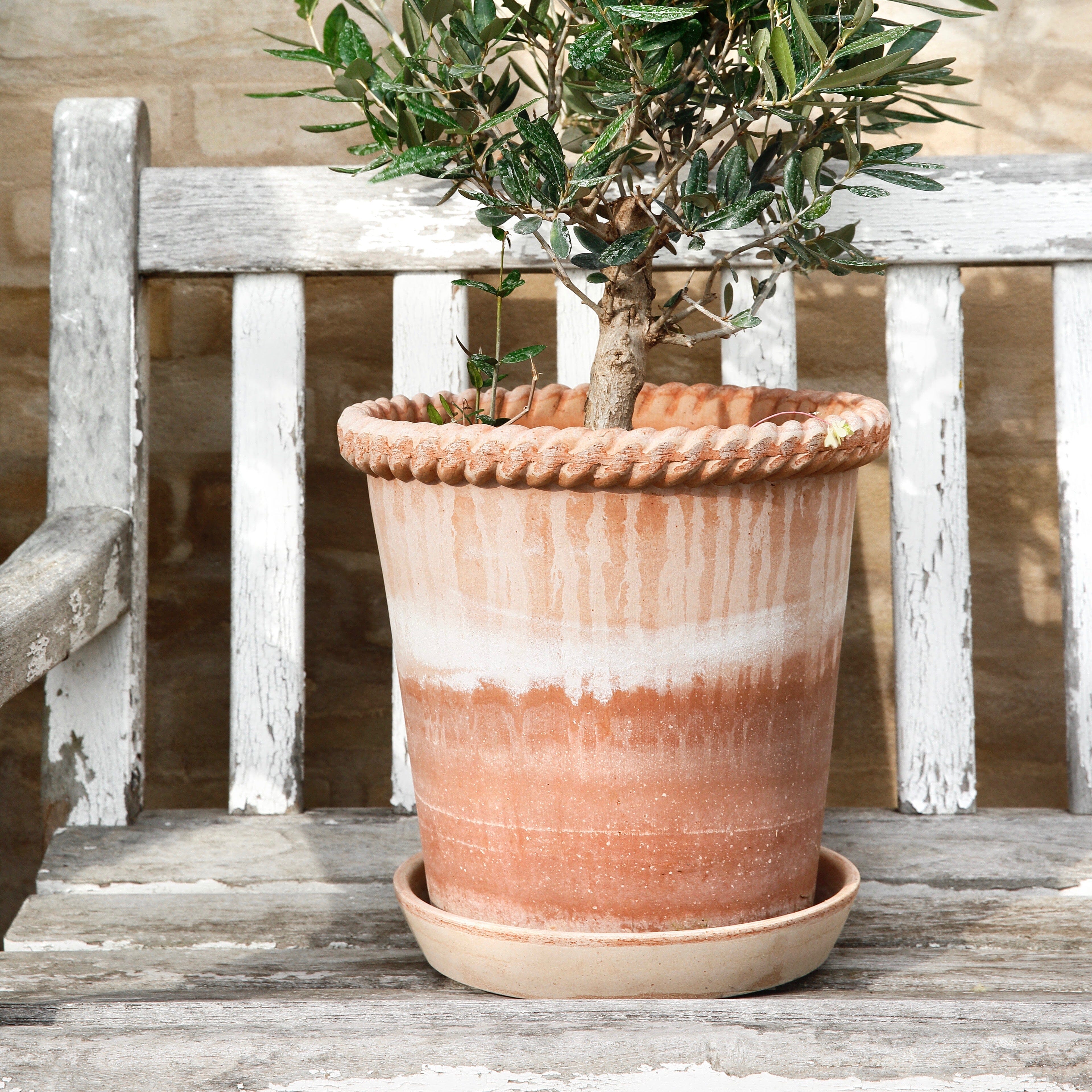 Emilia Rose inc saucer Florist - Vessels Berg