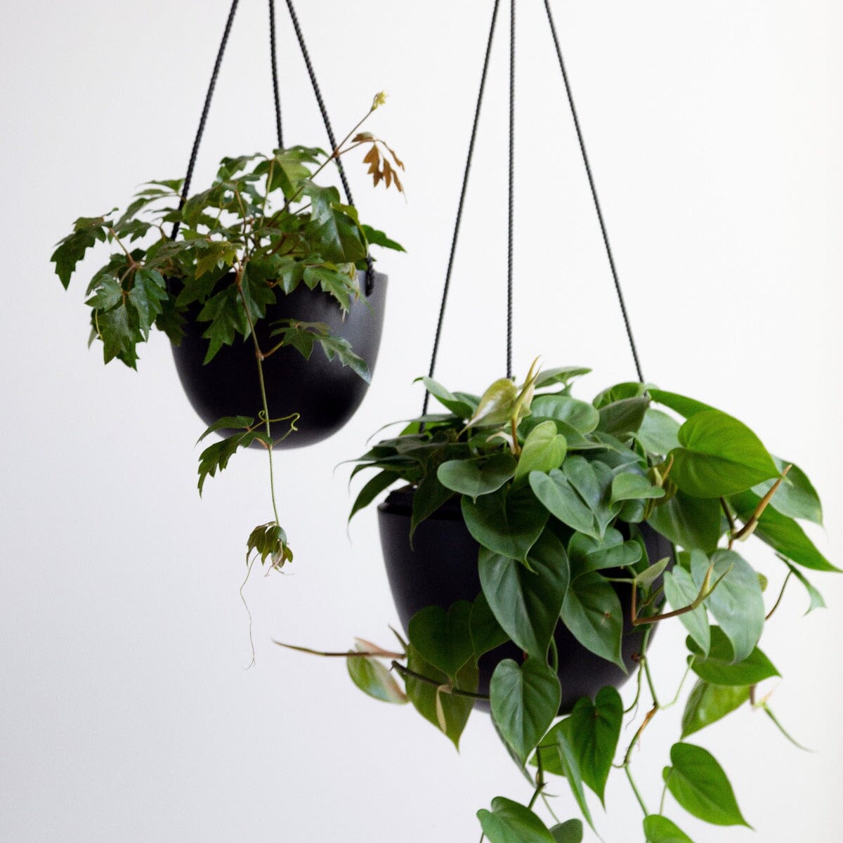 Grace Hanging Pot Black Pots - Decorator Hanging