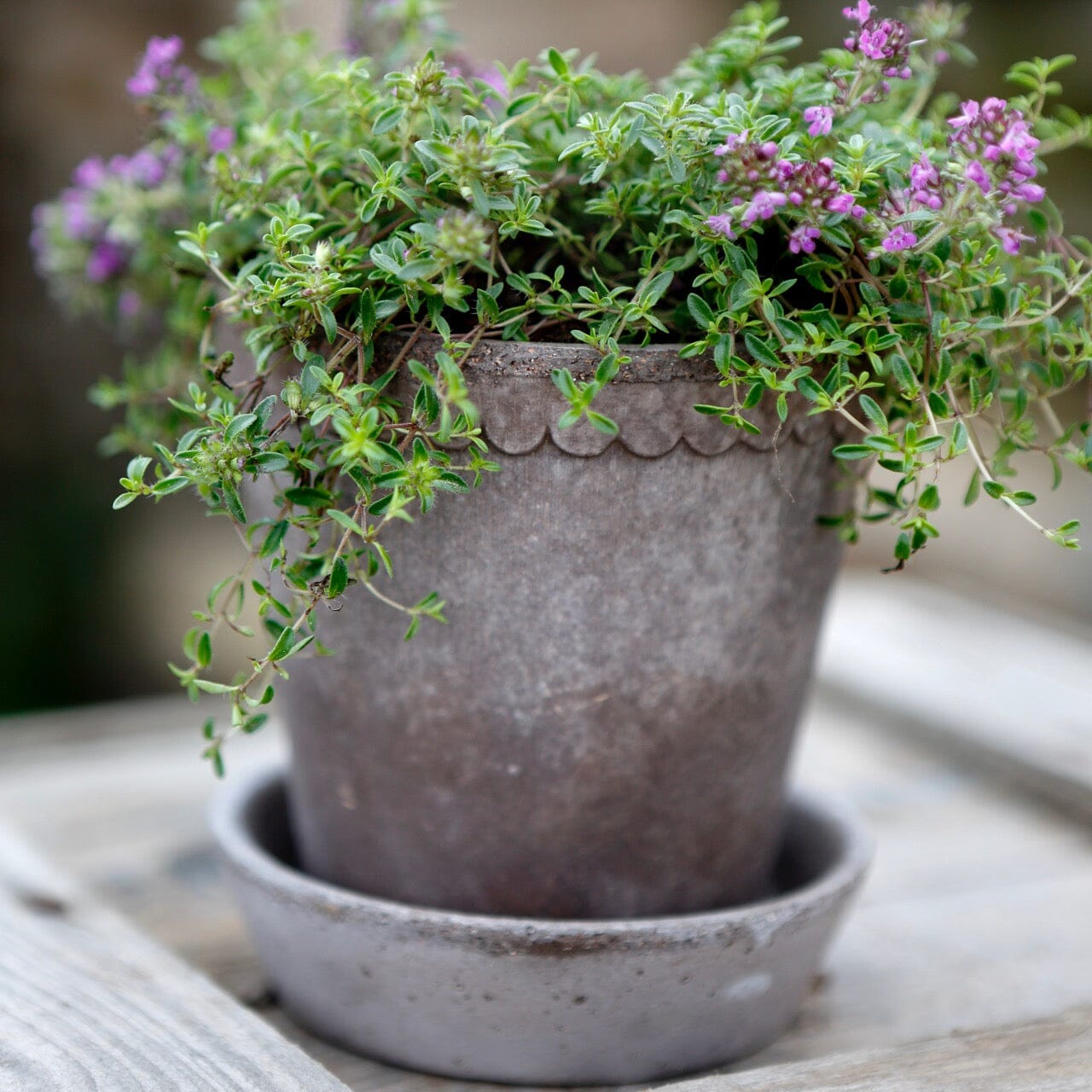Helena Grey inc Saucer Florist - Vessels Berg