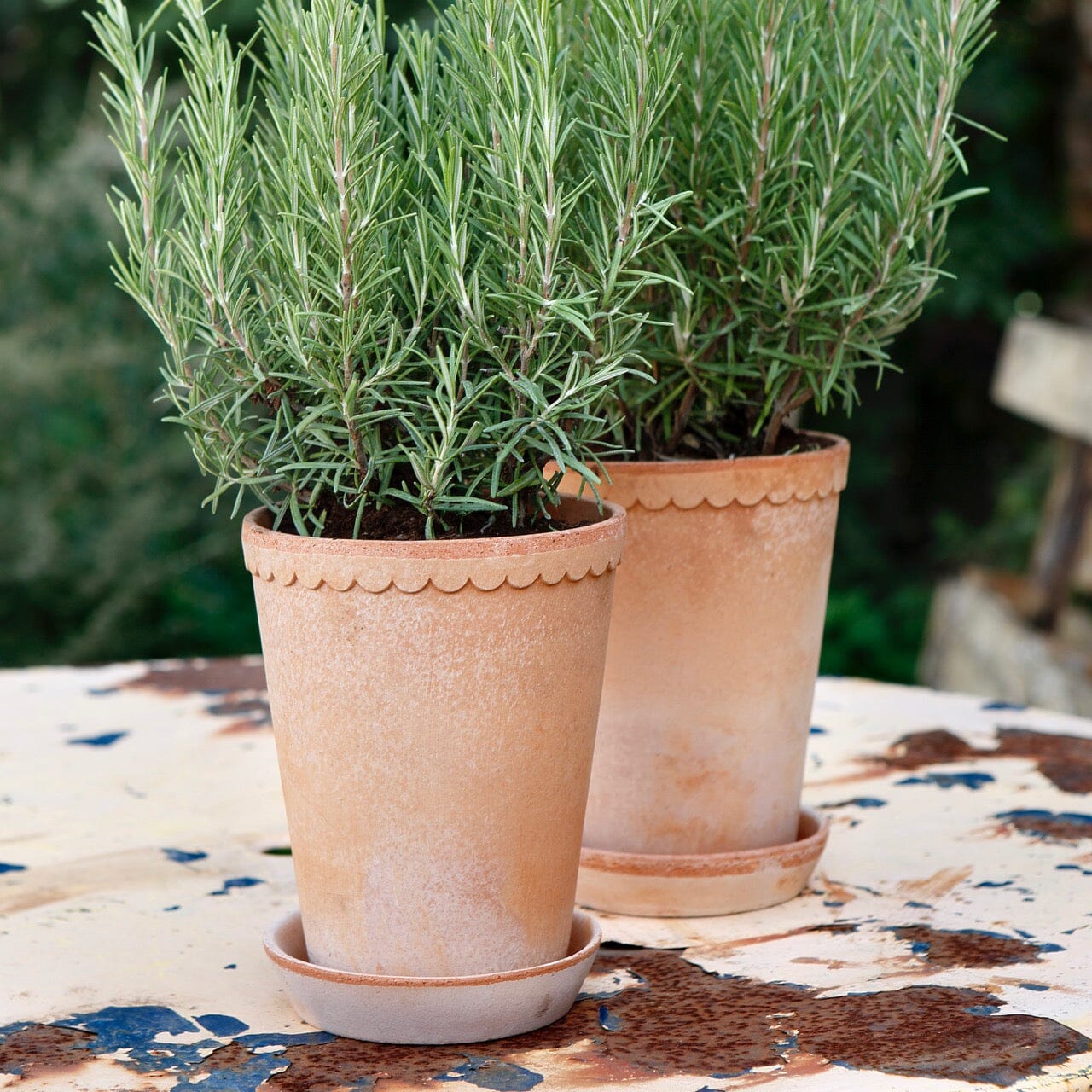 Helena High Rose inc saucer Florist - Vessels Berg