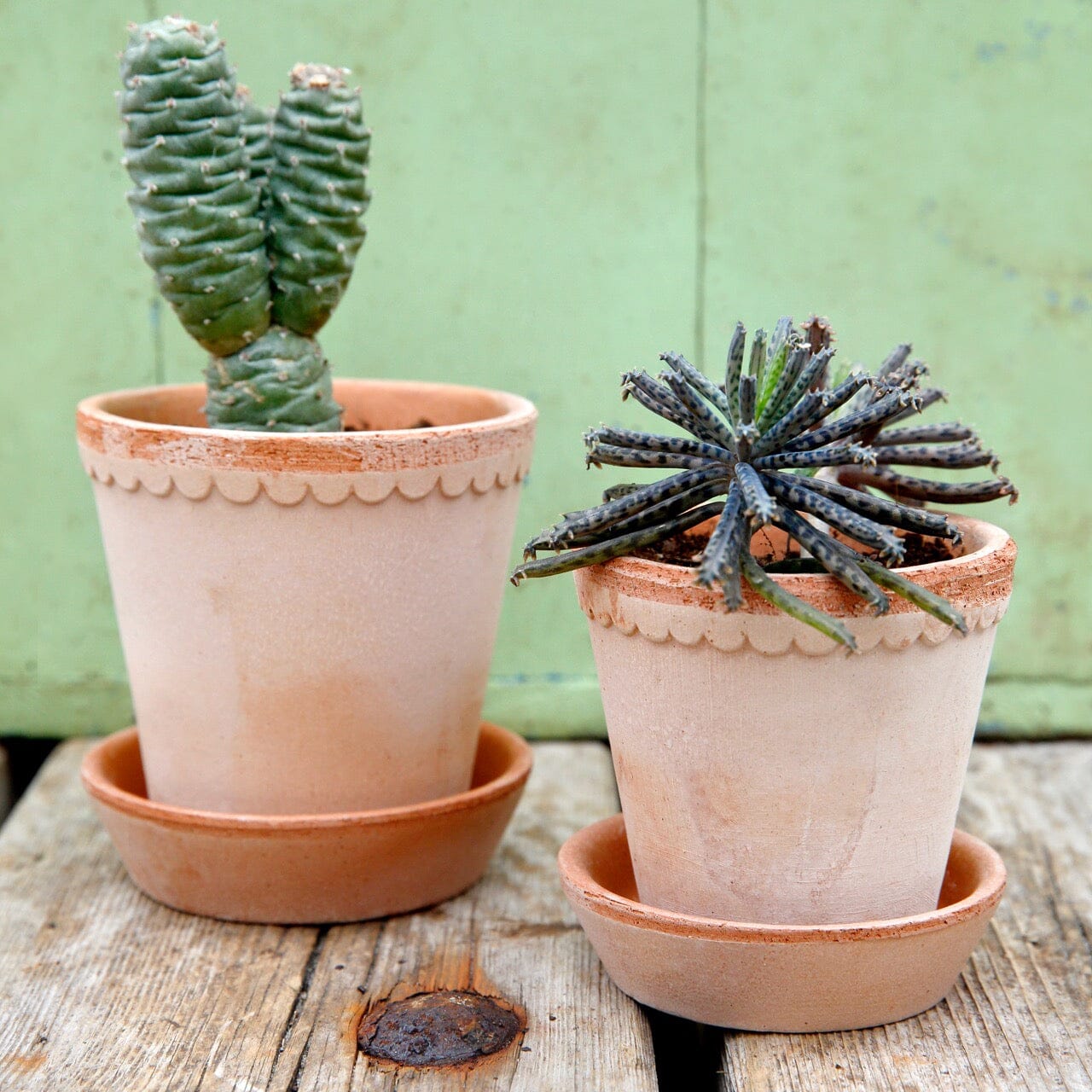 Helena Rose inc saucer Florist - Vessels Berg