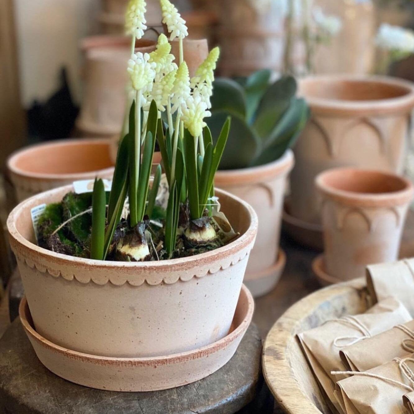 Helena Rose Low Pot inc saucer Florist - Vessels Berg