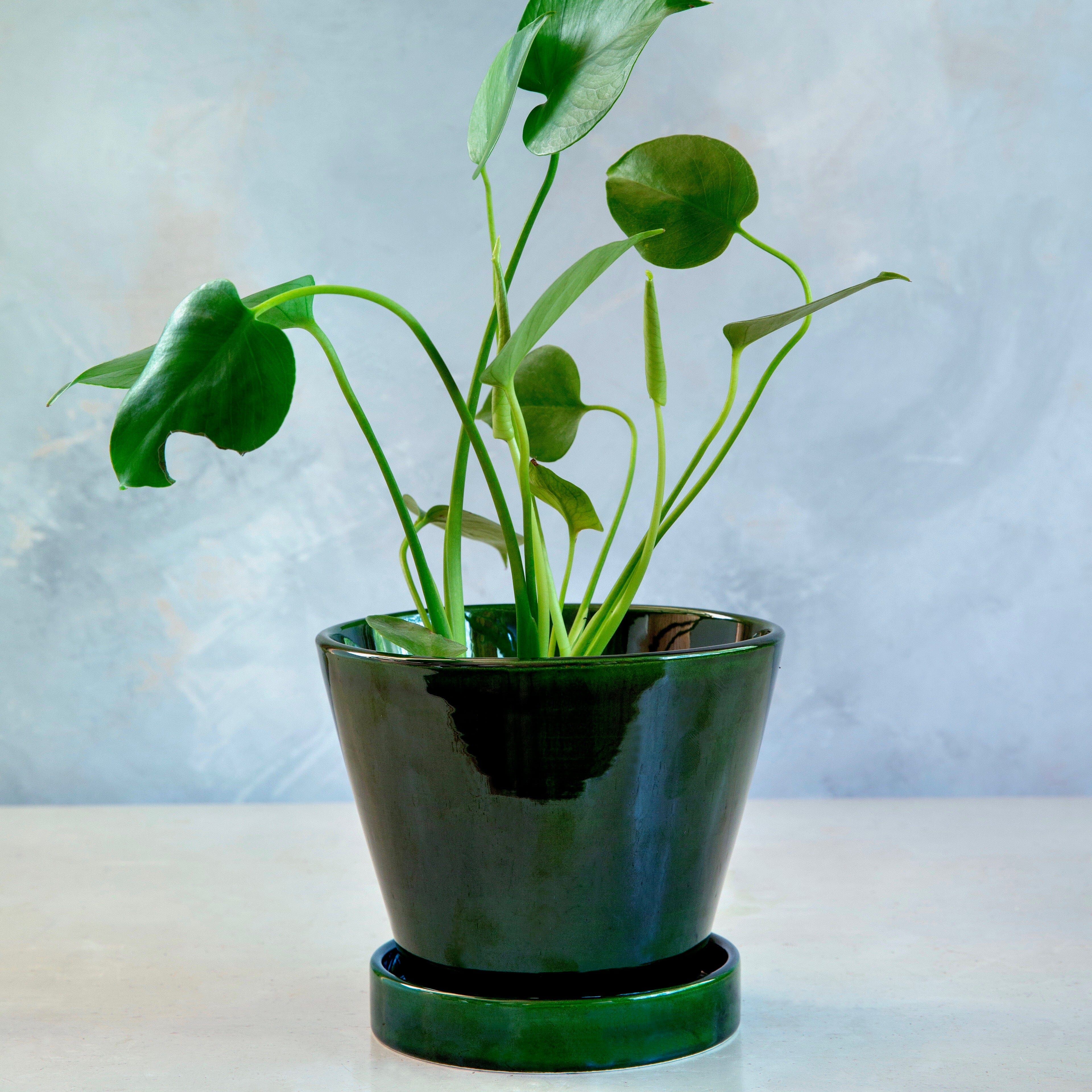 Julie Green Greenhouse - Vessels Berg