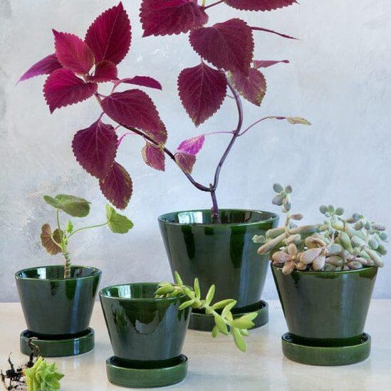 Julie Green Greenhouse - Vessels Berg