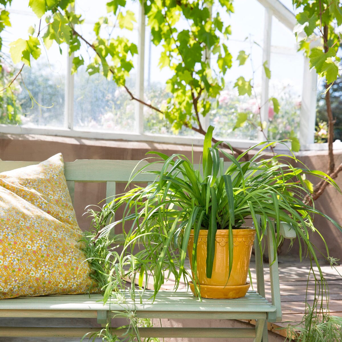 Kobenhavner Amber inc Saucer Florist - Vessels Berg