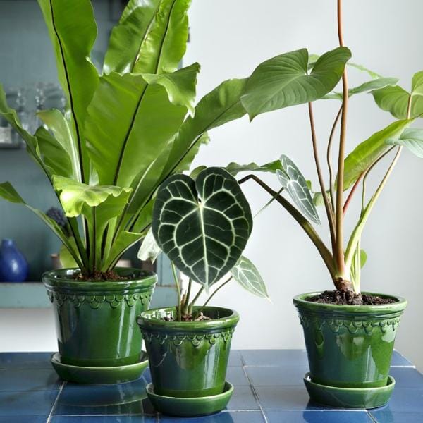 Kobenhavner Green inc saucer Florist - Vessels Berg