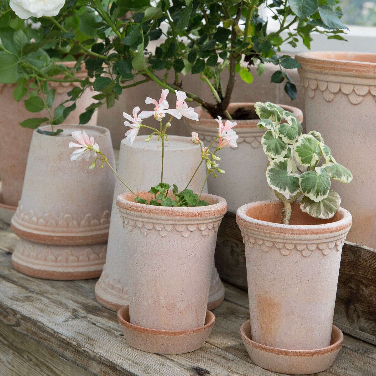 Kobenhavner Rosa High Florist - Vessels Berg