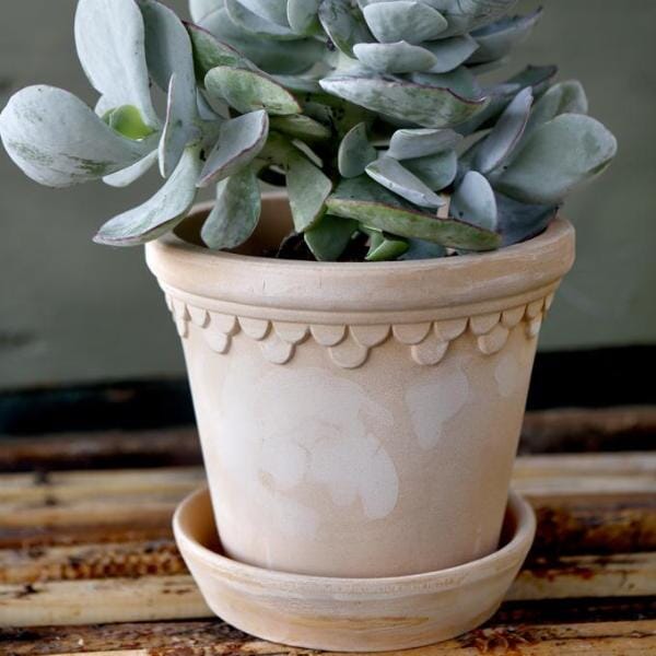 Kobenhavner Rose inc saucer Florist - Vessels Berg