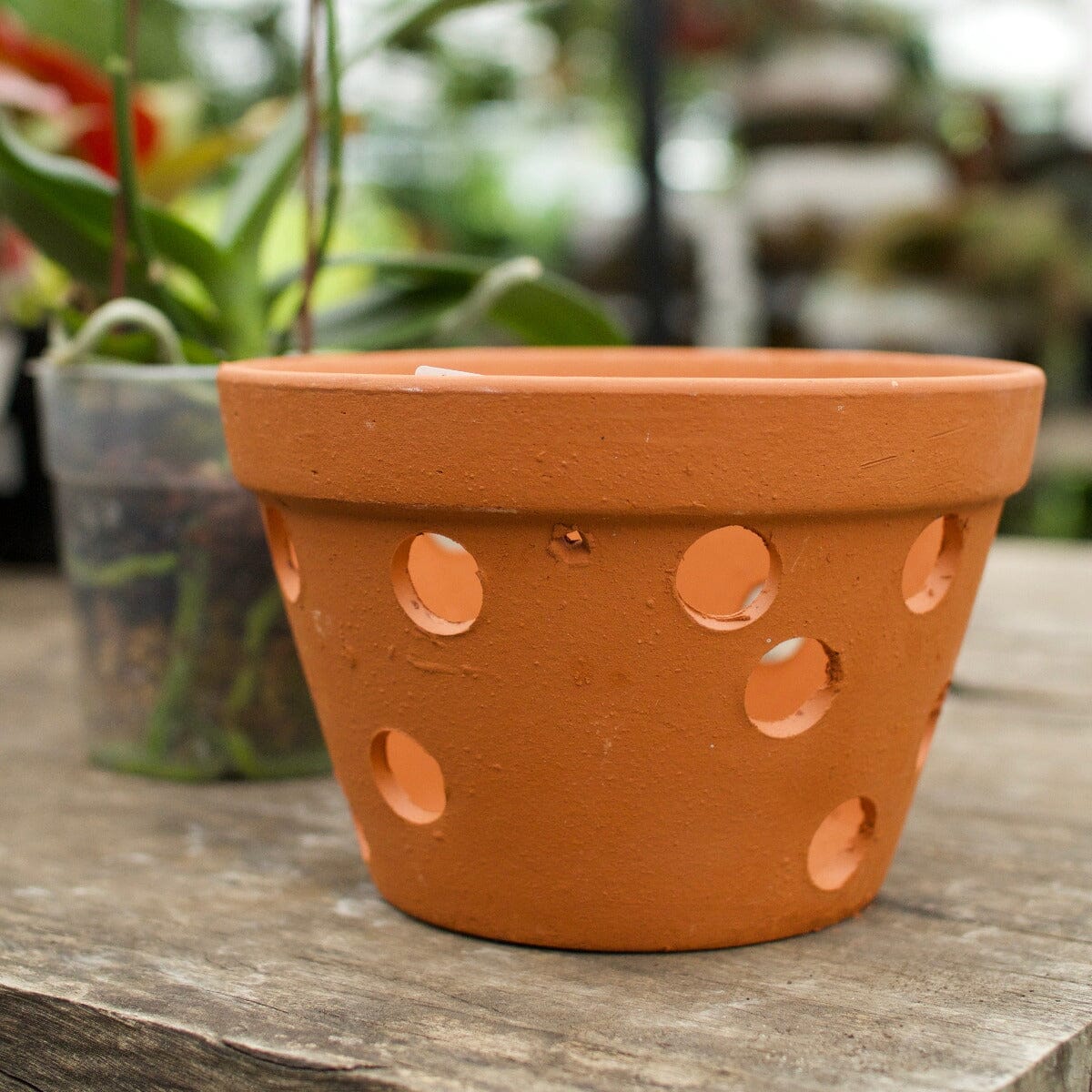 clay pots for orchid plants Terracotta Orchid Pot