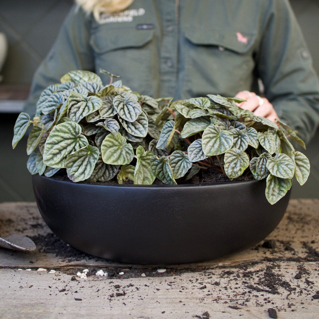 Sante Low Dish Pots - Light Weight Brookfield Gardens