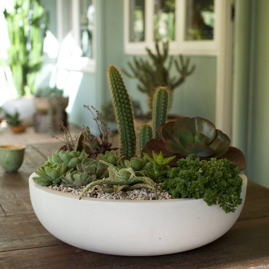 Sante Low Dish Pots - Light Weight Brookfield Gardens