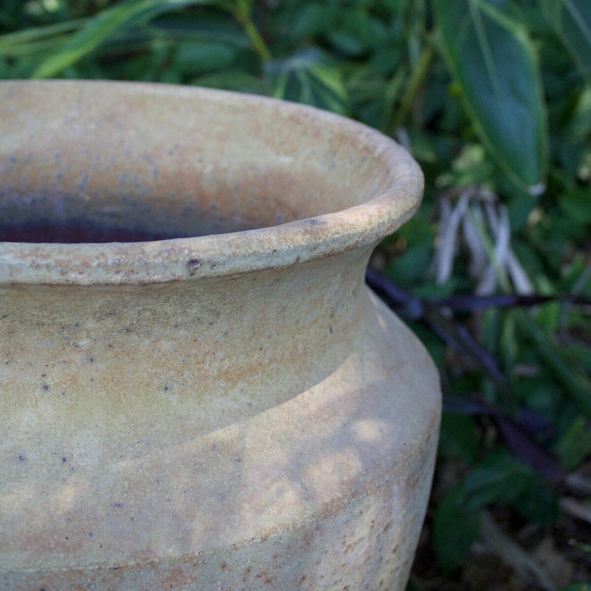 Skorpio Sm Pots - Frost Proof Brookfield Gardens