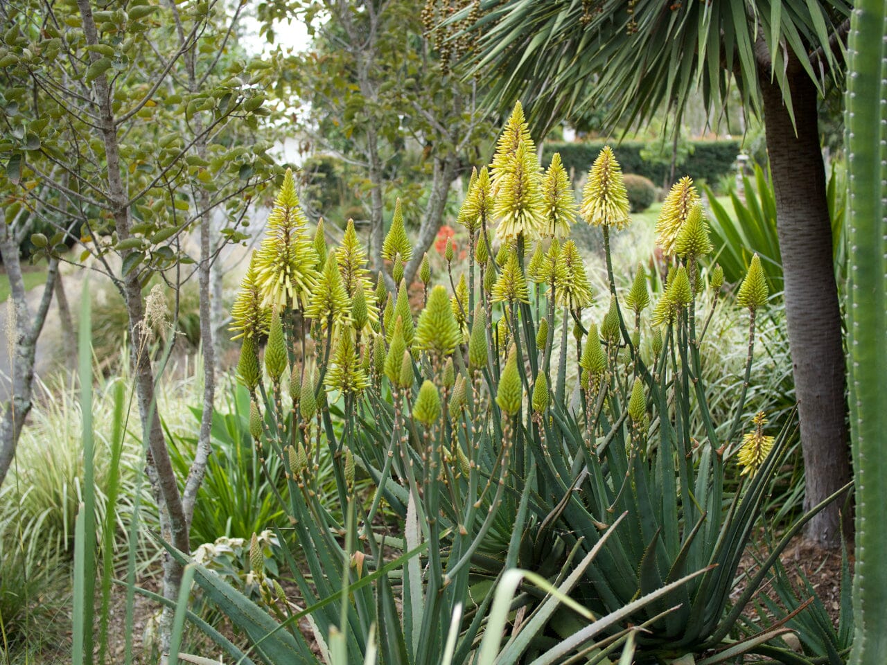 Aloes, incredible colour and contrast