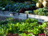Feeding and mulching your vegetable garden